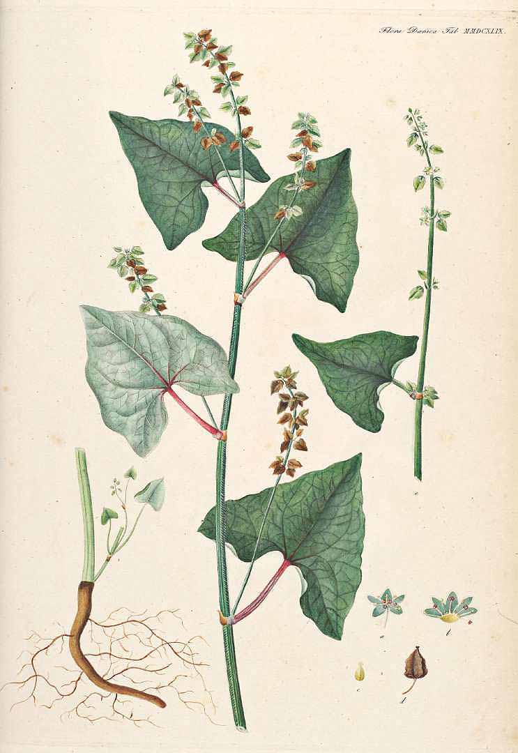 Illustration Fagopyrum tataricum, Par Oeder, G.C., Flora Danica (1761-1861) Fl. Dan. vol. 15 (1852-1861) [tt. 2521-2700] t. 2649, via plantillustrations 