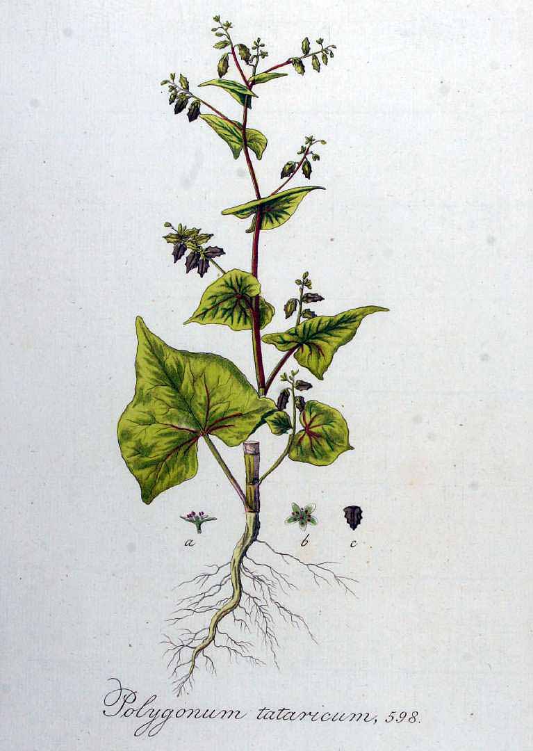 Illustration Fagopyrum tataricum, Par Kops, J., Flora Batava (1800-1934) Fl. Bat. vol. 8 (1844) t. 598, via plantillustrations 