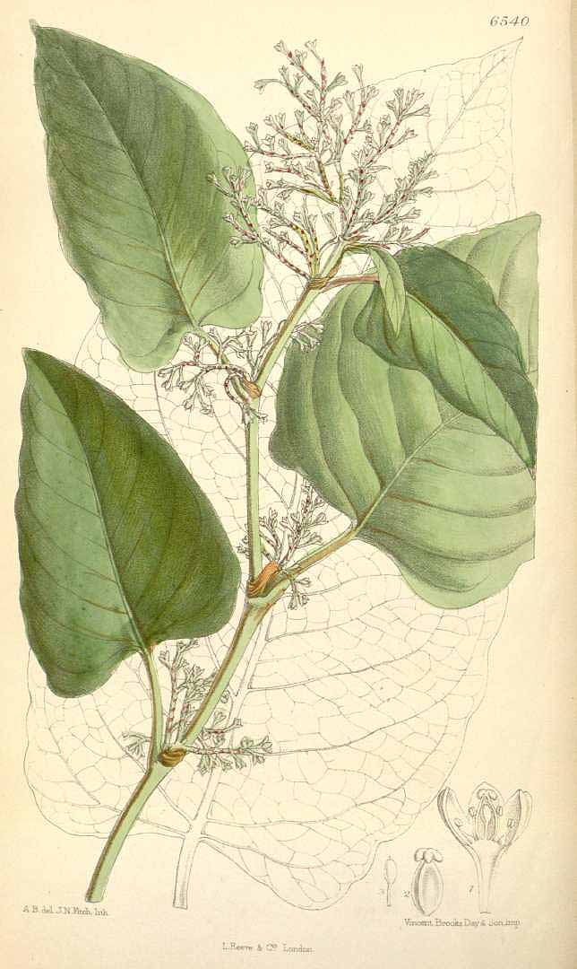 Illustration Fallopia sachalinensis, Par Curtis, W., Botanical Magazine (1800-1948) Bot. Mag. vol. 107 (1881) [tt. 6534-6599] t. 6540, via plantillustrations 