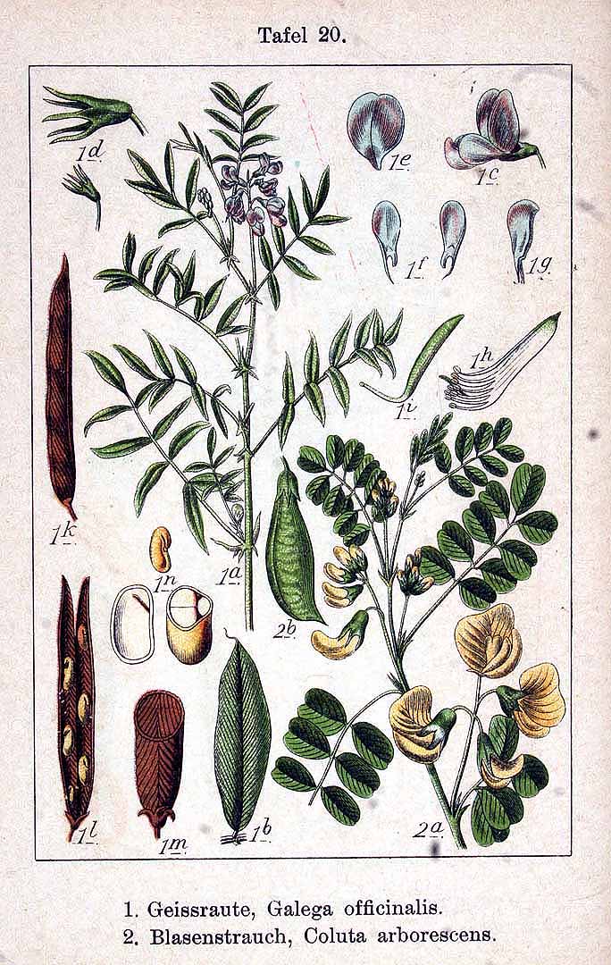 Illustration Galega officinalis, Par Krause E.H.L., Sturm J., Lutz K.G. (Flora von Deutschland in Abbildungen nach der Natur, Zweite auflage, vol. 9: t. 20 , 1901), via plantillustrations 