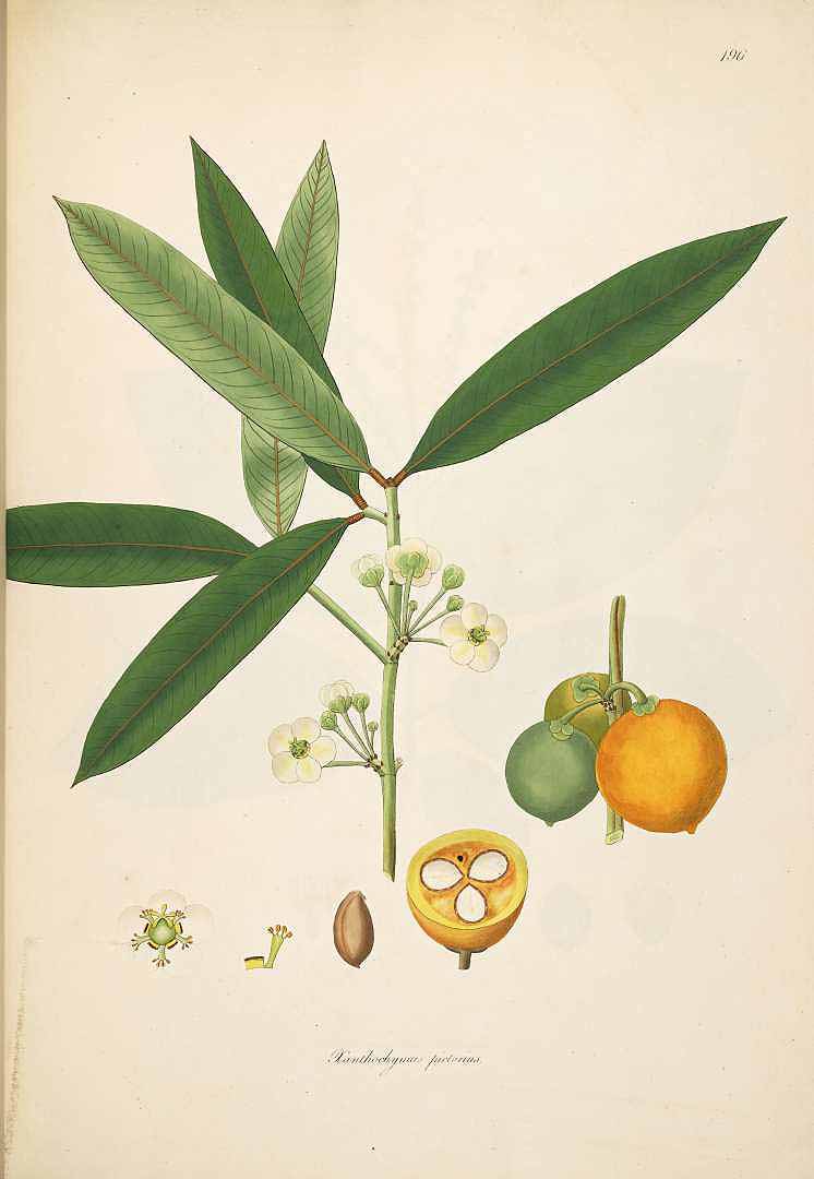 Illustration Garcinia x anthochymus , Par Roxburgh W. (Plants of the coast of Coromandel, vol. 2: t. 196, 1798), via plantillustrations 