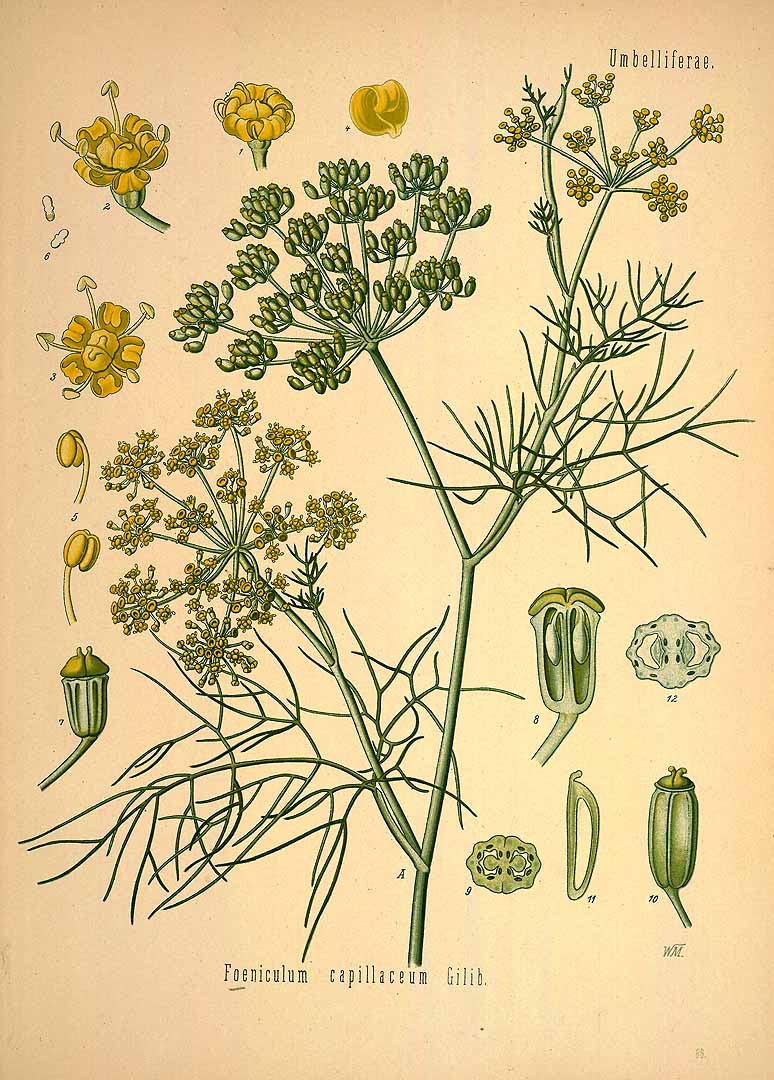 Illustration Foeniculum vulgare, Par Köhler F.E. (Medizinal Pflanzen, vol. 2: t. 88, 1890), via plantillustrations 