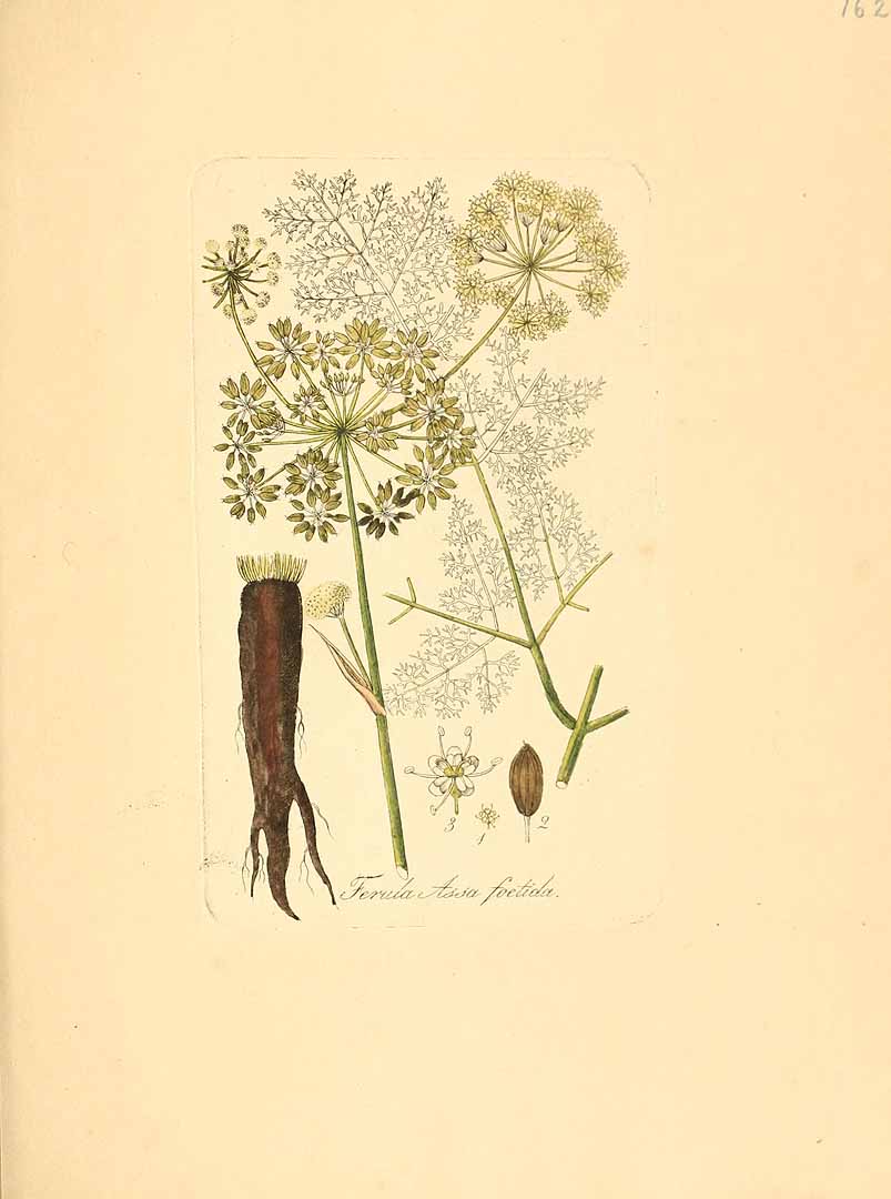 Illustration Ferula assa-foetida, Par Dietrich, D.N.F., Flora Medica (1831) Fl. Med. (Dietrich) t. 162, via plantillustrations 