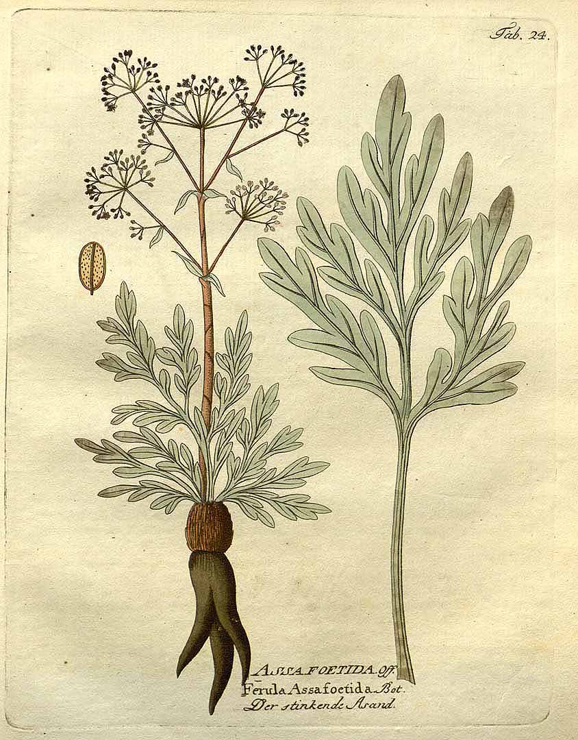 Illustration Ferula assa-foetida, Par Vietz, F.B., Icones plantarum medico-oeconomico-technologicarum (1800-1822) Icones Pl. Med.-Oecon. vol. 1 (1800) t. 24, via plantillustrations 