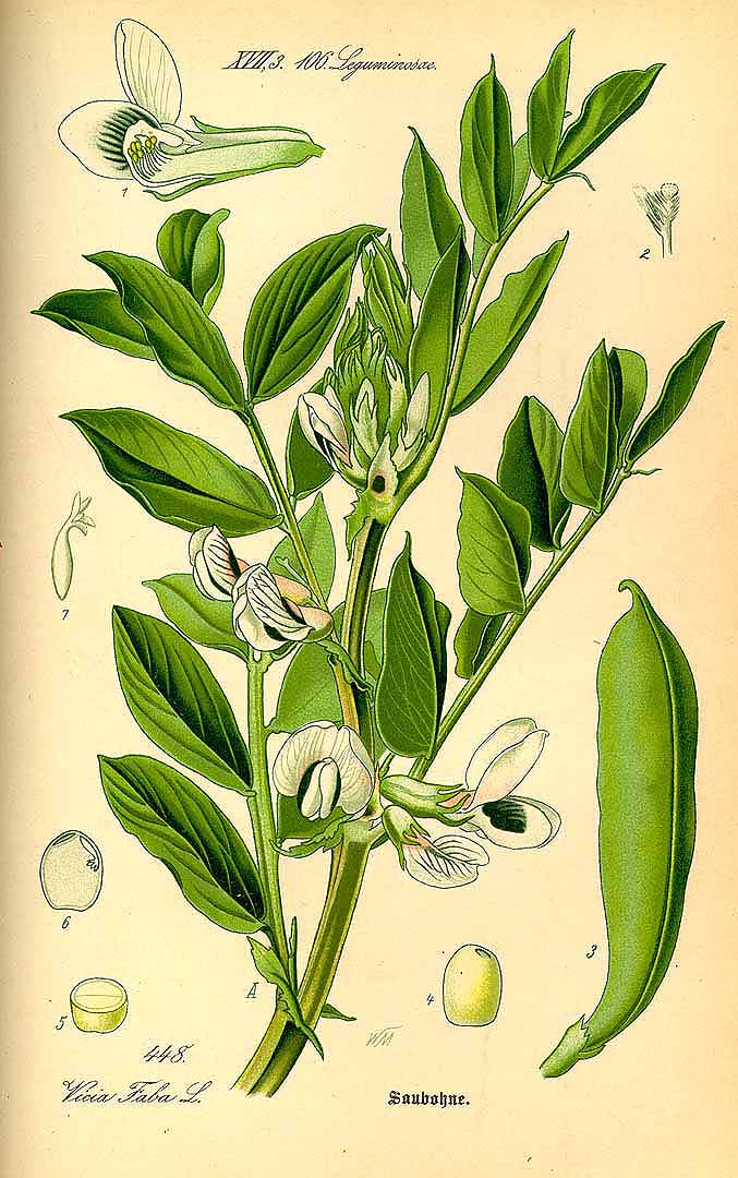 Illustration Vicia faba, Par Thomé, O.W., Flora von Deutschland Österreich und der Schweiz (1886-1889) Fl. Deutschl., via plantillustrations 