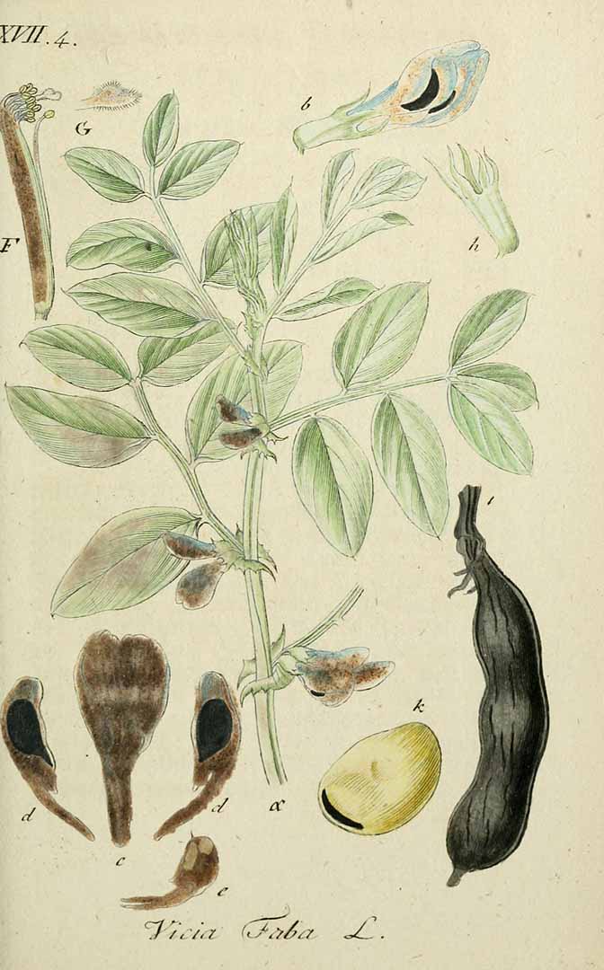 Illustration Vicia faba, Par Sturm, J., Sturm, J.W., Deutschlands flora (1798-1855) Deutschl. Fl., via plantillustrations 