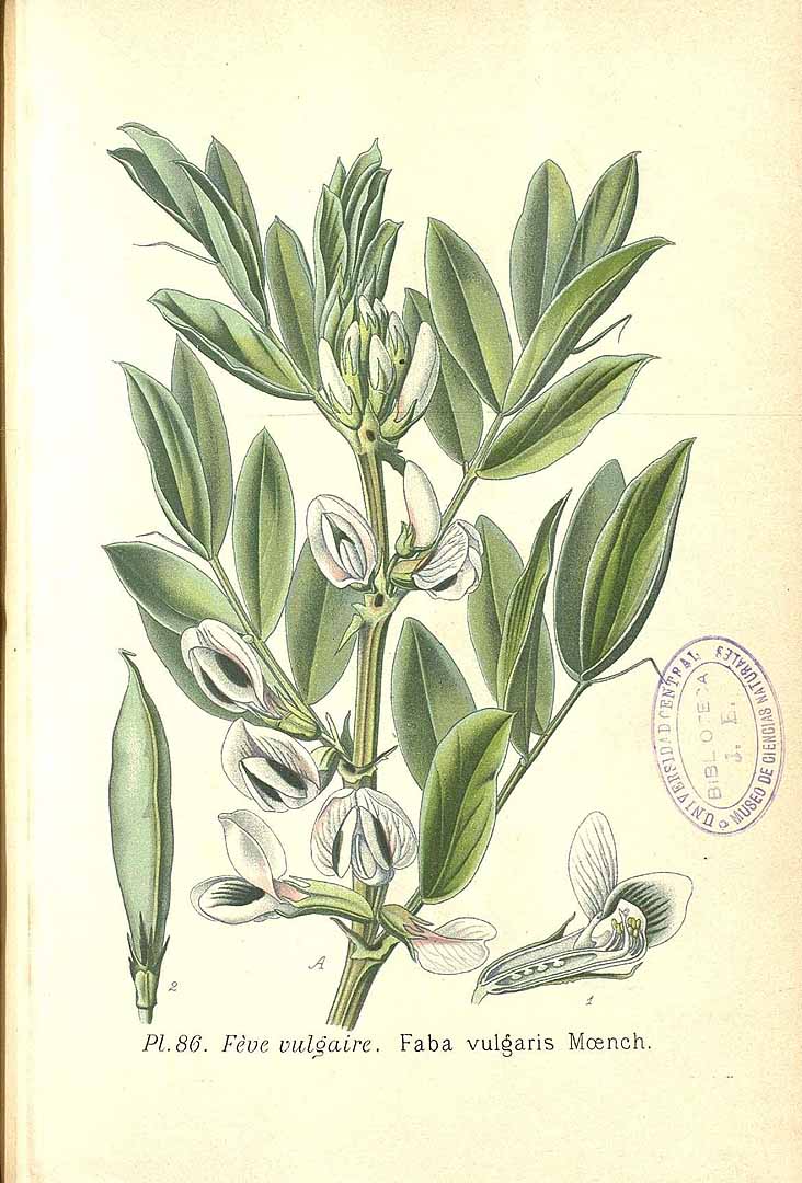 Illustration Vicia faba, Par Masclef, A., Atlas des plantes de France (1890-1893) Atlas Pl. France, via plantillustrations 