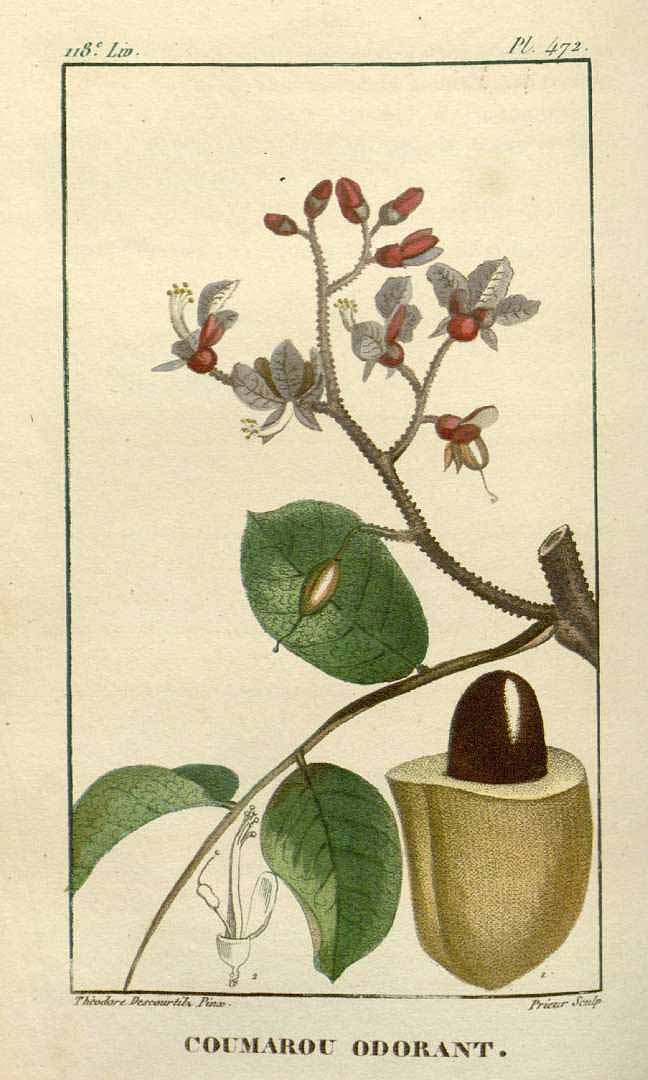 Illustration Dipteryx odorata, Par Descourtilz M.E. (Flore médicale des Antilles, vol. 7: t. 472, 1829) [J.T. Descourtilz], via plantillustrations 
