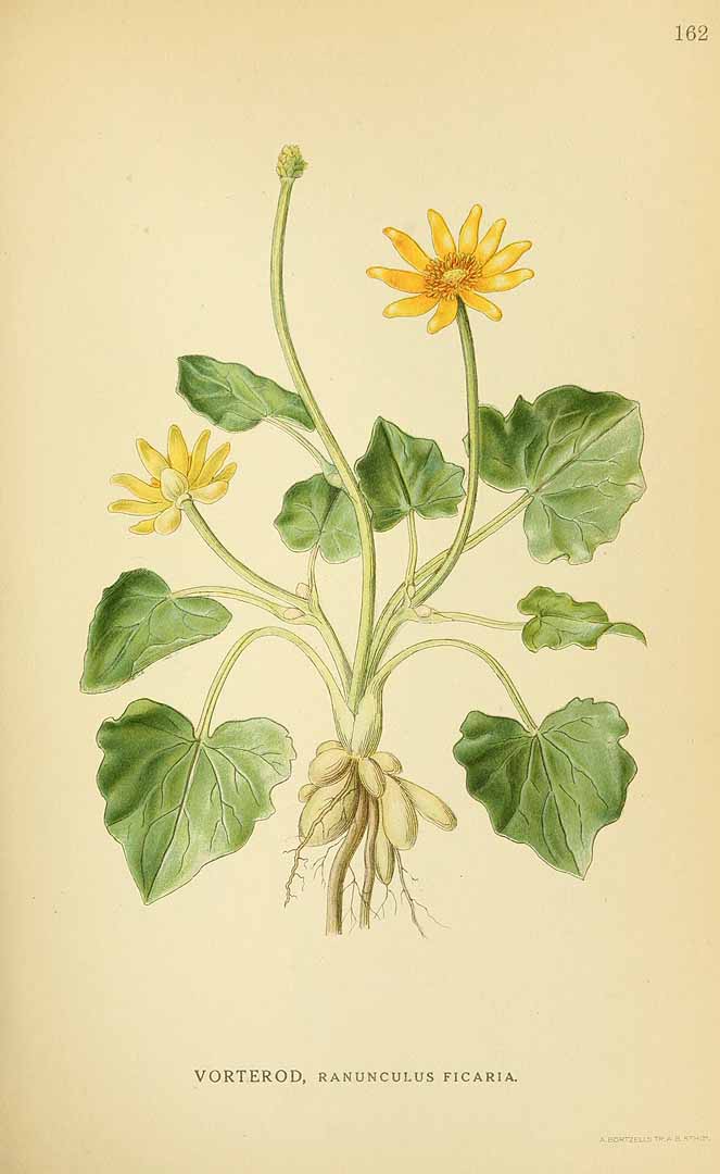 Illustration Ficaria verna, Par Lindman, C.A.M., Bilder ur Nordens Flora Bilder Nordens Fl. vol. 1 (1922) t. 162, via plantillustrations 