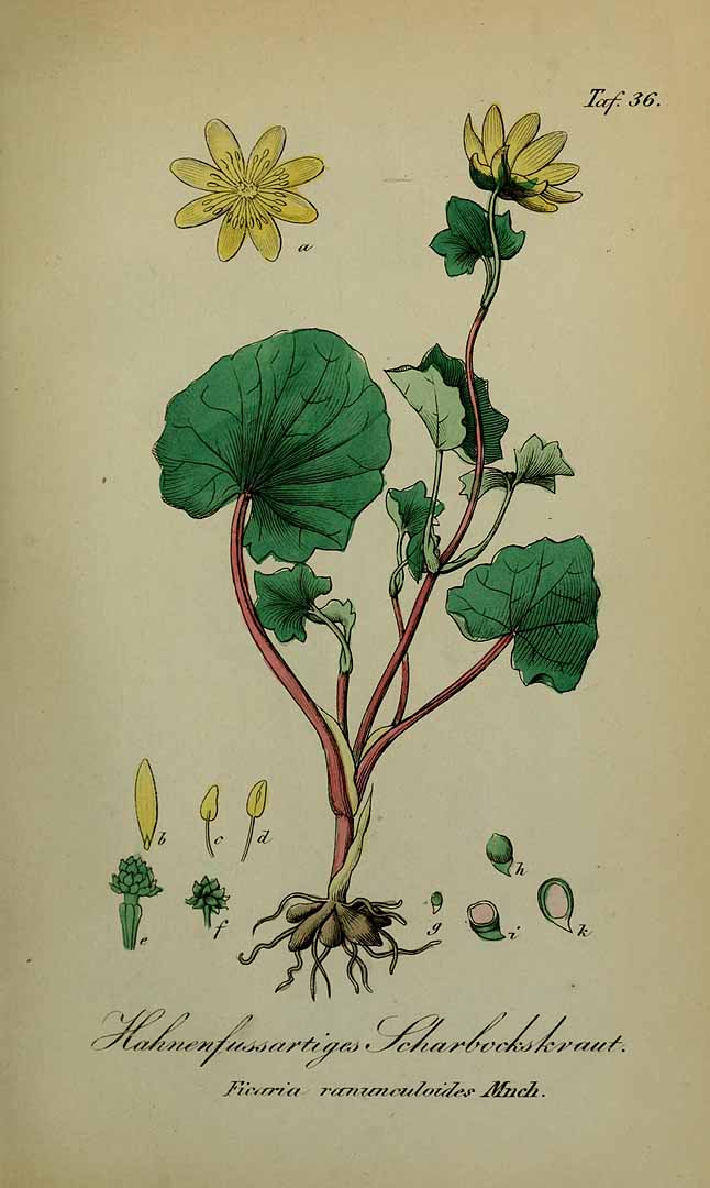 Illustration Ficaria verna, Par Winkler, E., Sämmtliche Giftgewächse Deutschlands, ed. 3 (1853) Sämmtl. Giftgew. Deutschl. t. 36, via plantillustrations 
