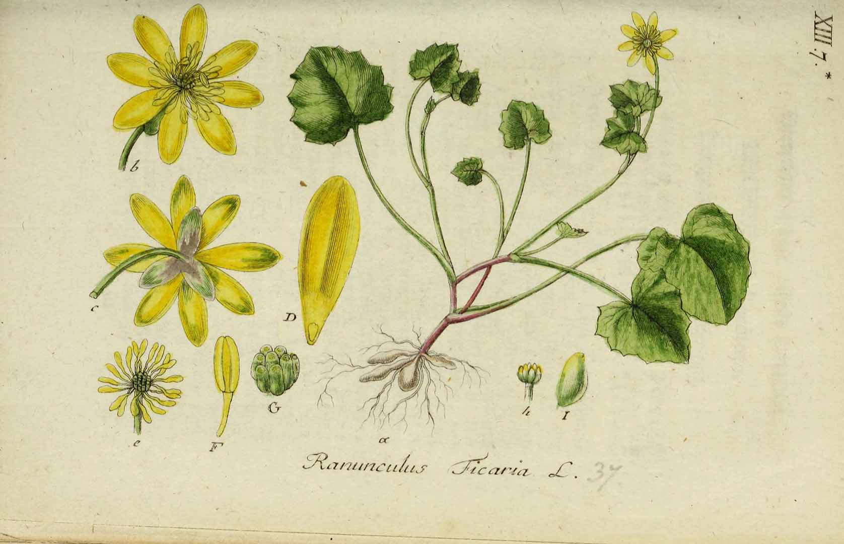 Illustration Ficaria verna, Par Sturm, J., Sturm, J.W., Deutschlands flora (1798-1855) Deutschl. Fl. vol. 3 (1801) t. 37] , via plantillustrations 