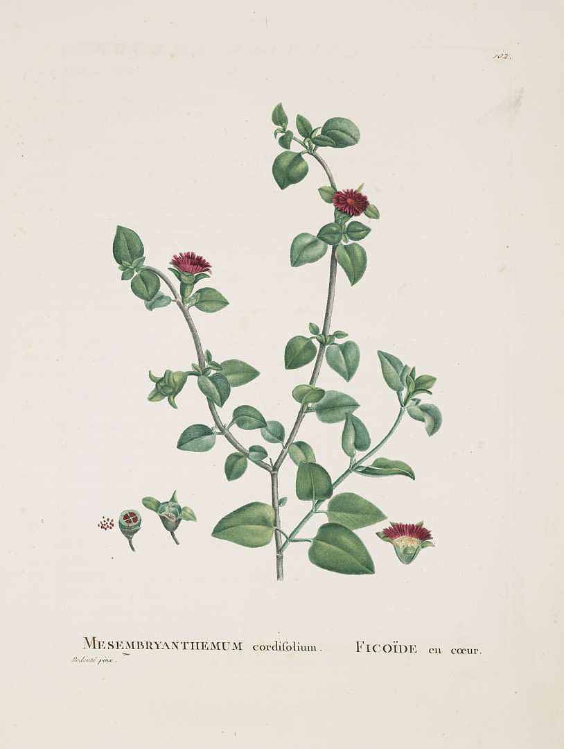 Illustration Aptenia cordifolia, Par Candolle, A.P. de, Redouté, P.J., Plantarum Historia Succulentarum (Plantes grasses) (1798-1837) Pl. Hist. Succ. vol. 3 (1799), via plantillustrations 