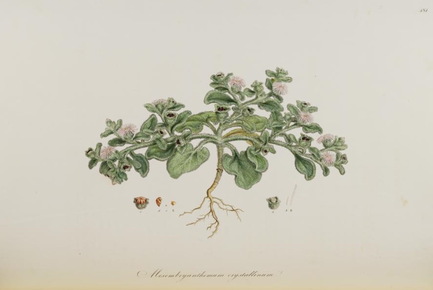 Illustration Mesembryanthemum crystallinum, Par Sibthrop, J., Smith, J.E., Flora Graeca (1806-1840) Fl. Graec. vol. 5 (1825), via plantillustrations 