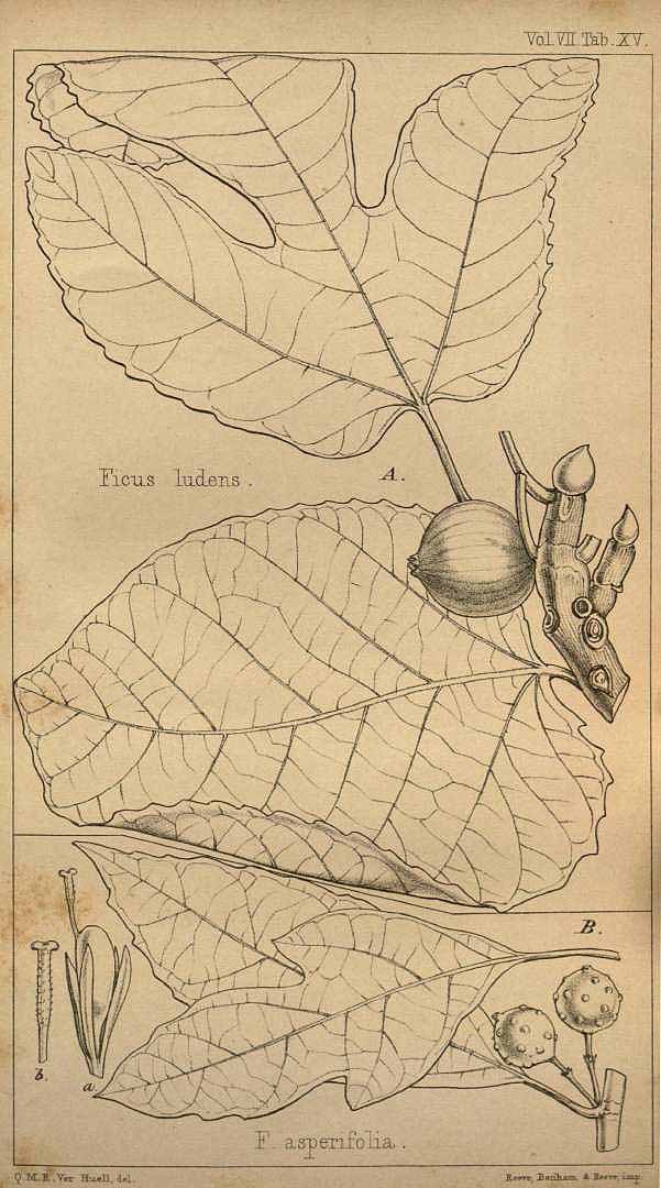 Illustration Ficus asperifolia, Par Hooker W.J. (The London journal of botany, vol. 7: t. 15, 1848) [Q.M.R. Ver Huell], via plantillustrations 