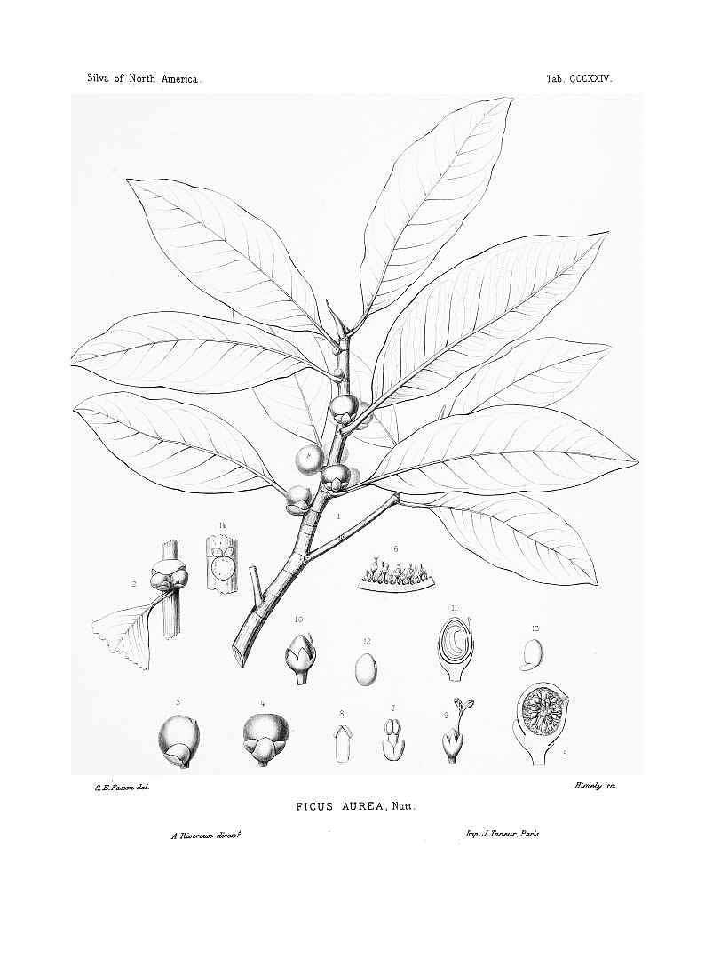Illustration Ficus aurea, Par Sargent C.S. (The Silva of North America, vol. 7: t. 324, 1898) [C.E. Faxon], via plantillustrations 