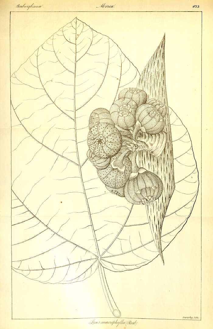 Illustration Ficus auriculata, Par Wig