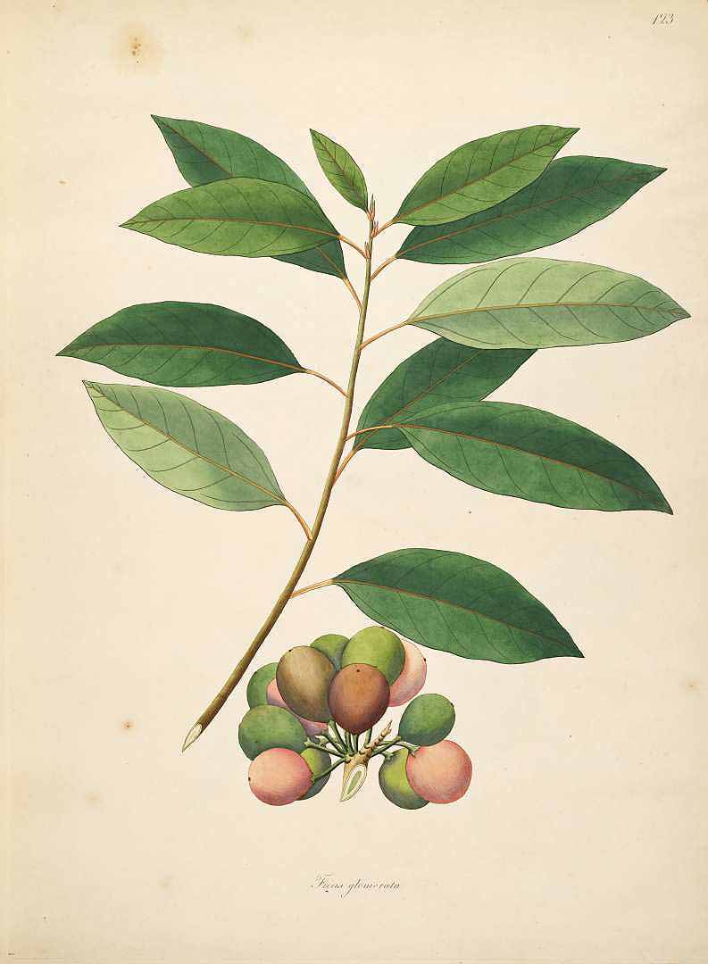 Illustration Ficus racemosa, Par Roxburgh W. (Plants of the coast of Coromandel, vol. 2: t. 123, 1798), via plantillustrations 