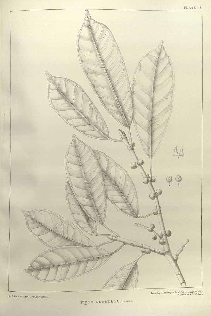 Illustration Ficus virens, Par Annals of the Royal Botanic Garden, Calcutta (vol. 1: t. 60, 1888) [G.C. Das], via plantillustrations 