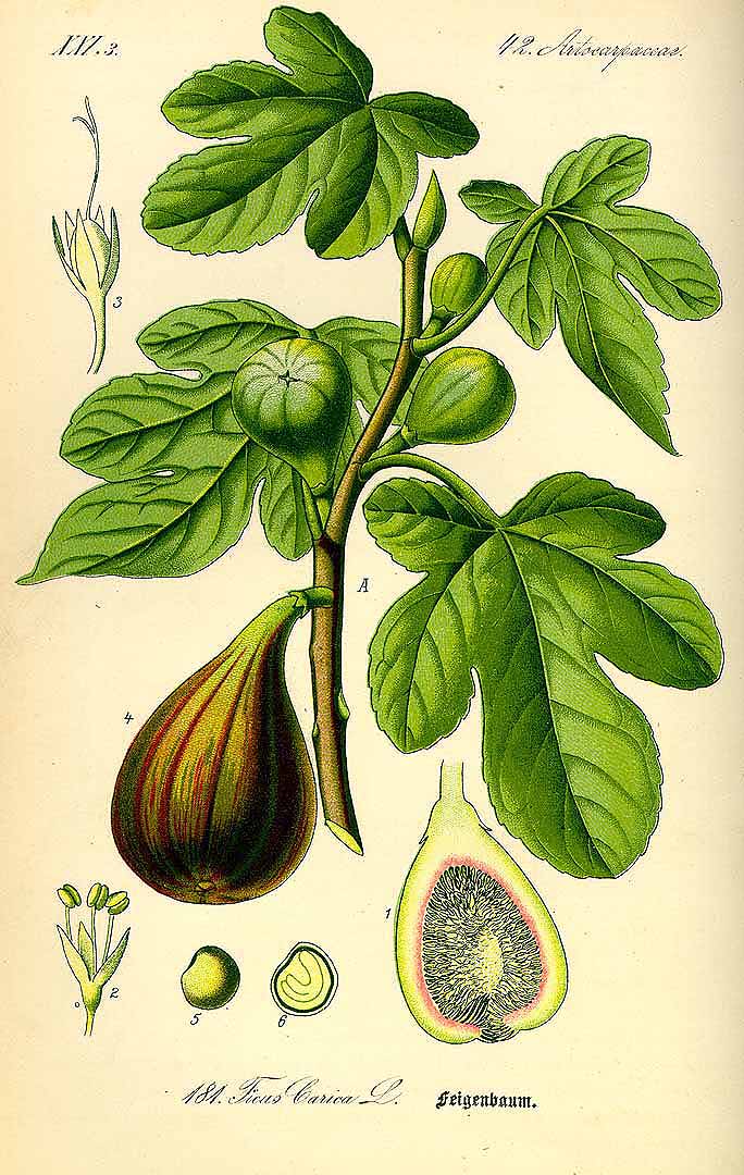 Illustration Ficus carica, Par Thomé O.W. (Flora von Deutschland Österreich und der Schweiz, Tafeln, vol. 2: t. 181, 1885), via plantillustrations 