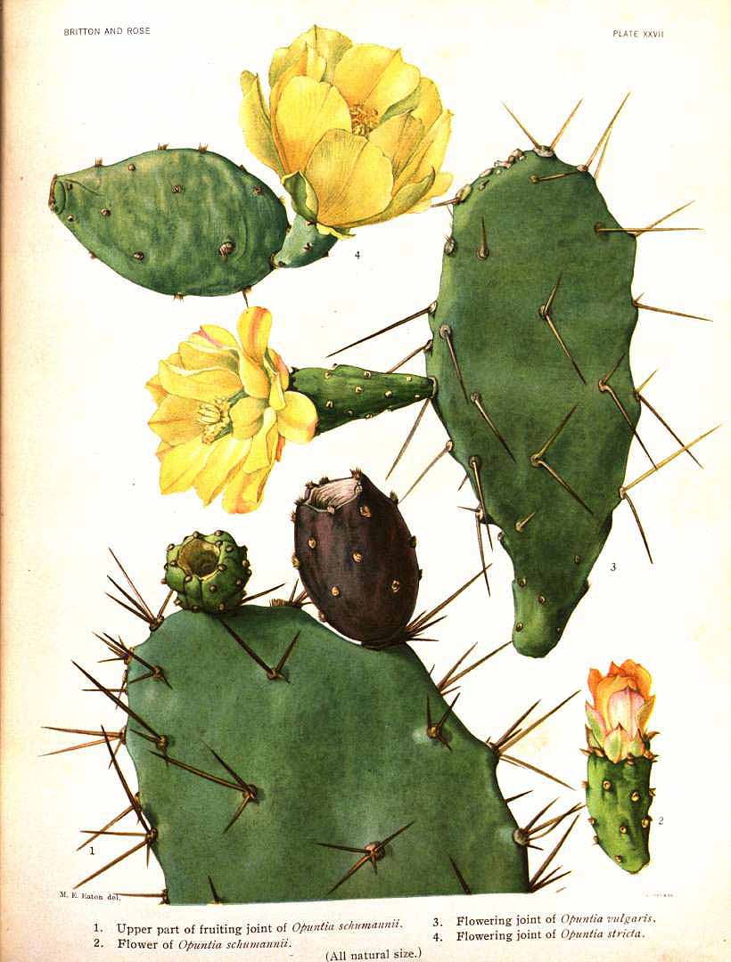 Illustration Opuntia ficus-indica, Par Britton, N.L., Rose, J.N., Cactaceae (1919-1923) Cact. vol. 1 (1919), via plantillustrations 