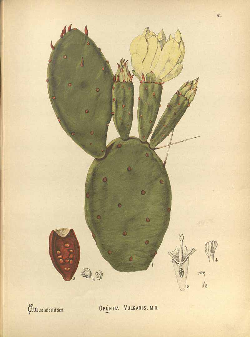 Illustration Opuntia ficus-indica, Par Millspaugh, C.F., American medicinal plants (1882-1887) Amer. Medic. Pl. vol. 1 (1892), via plantillustrations 