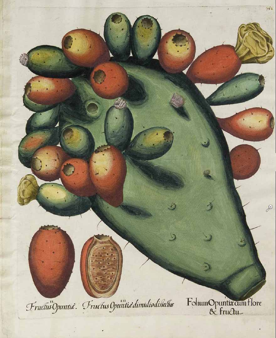Illustration Opuntia ficus-indica, Par Bessler, B., Hortus Eystettensis (1613) Hort. Eystett. vol. 3 (1620), via plantillustrations 
