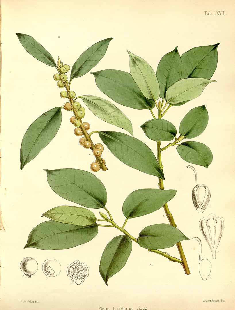 Illustration Ficus obliqua, Par Seemann B. (Flora Vitiensis, vol. 2: t. 68, 1873) [W.H. Fitch], via plantillustrations 