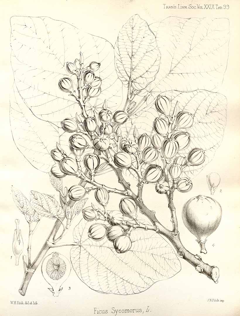Illustration Ficus sycomorus, Par Transactions of the Linnean Society of London (vol. 29: t. 99, 1875) [W.H. Fitch], via plantillustrations 