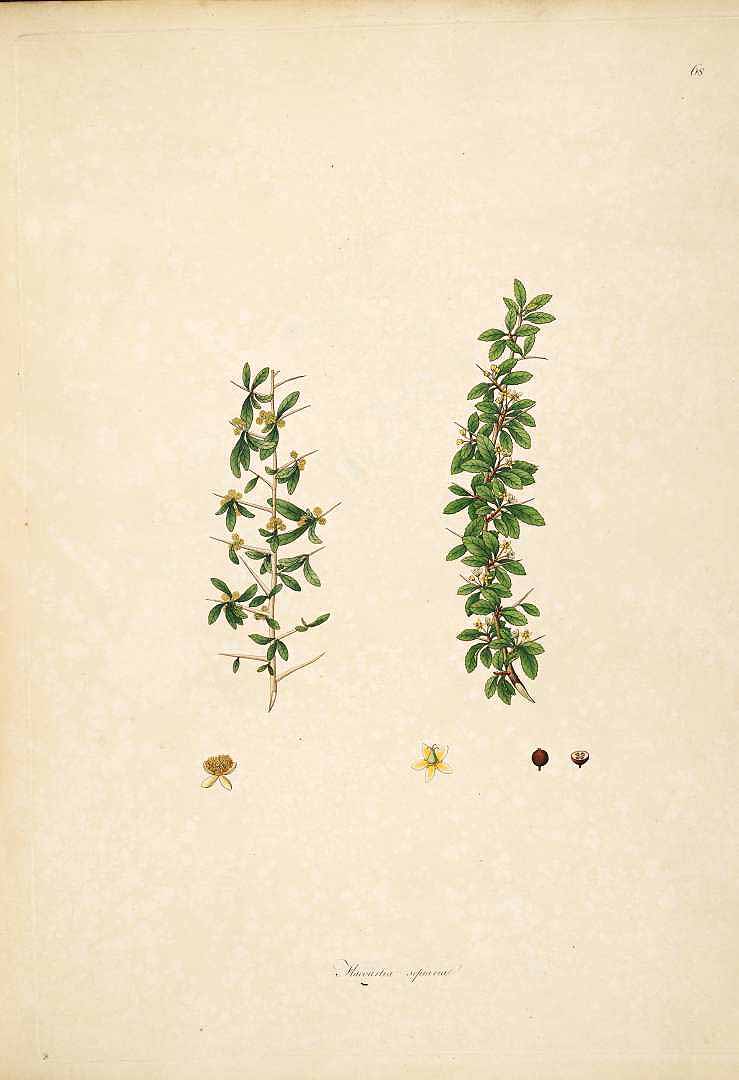 Illustration Flacourtia indica, Par Roxburgh, W., Plants of the coast of Coromandel (1795-1819) Pl. Coromandel, via plantillustrations 