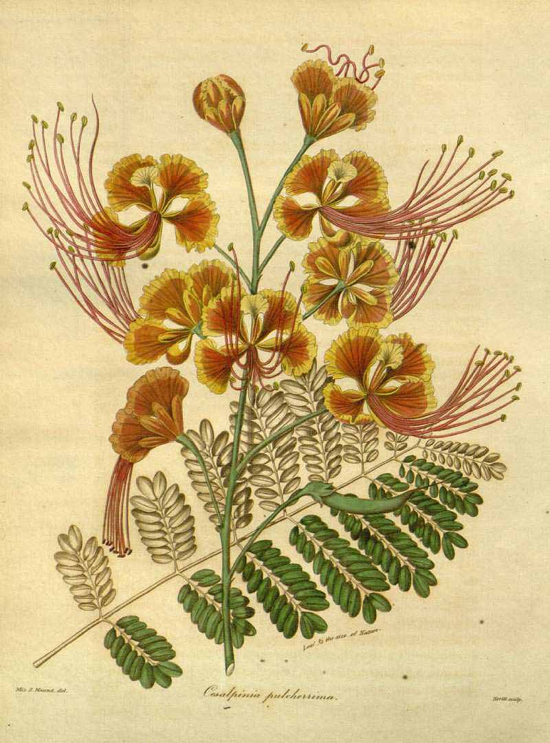 Illustration Caesalpinia pulcherrima, Par Maund B. & Henslow, J.S. (The Botanist, vol. 3: t. 151, 1839), via plantillustrations 