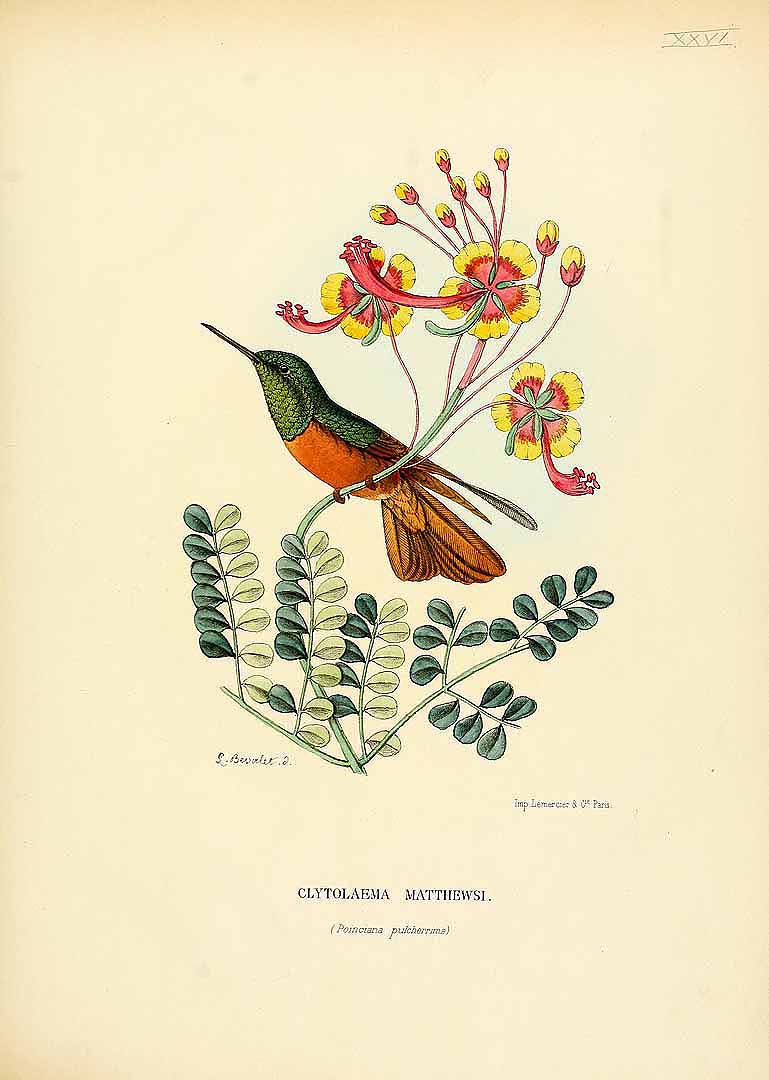 Illustration Caesalpinia pulcherrima, Par Mulsant E. & Verreaux E. (Histoire naturelle des oiseaux-mouches, t. [26], 1877), via plantillustrations 