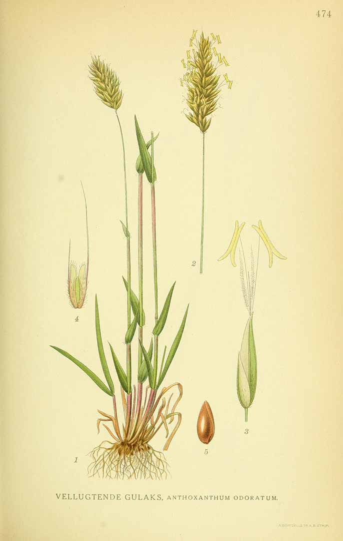 Illustration Anthoxanthum odoratum, Par Lindman, C.A.M., Bilder ur Nordens Flora Bilder Nordens Fl. vol. 3 (1922), via plantillustrations 