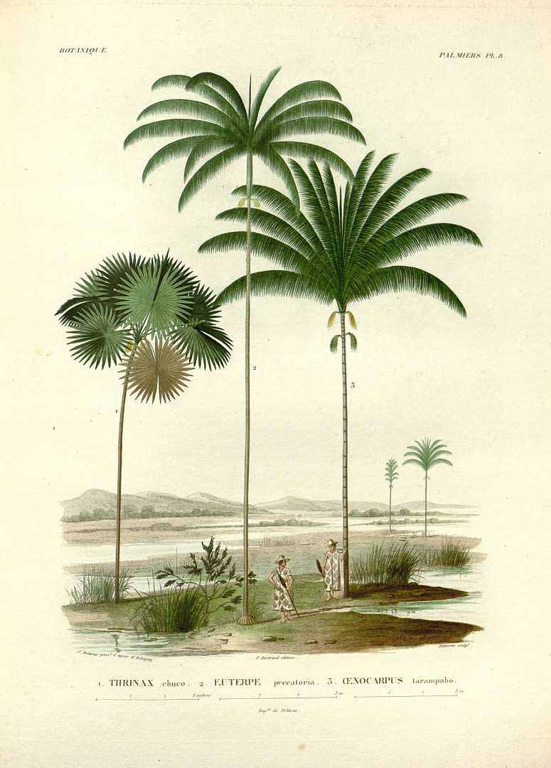 Illustration Euterpe precatoria, Par d´Orbigny A.D. (Voyage dans l´Amérique Méridionale, vol. 7(3): t. 8, 1847) [J. Delarue], via plantillustrations 