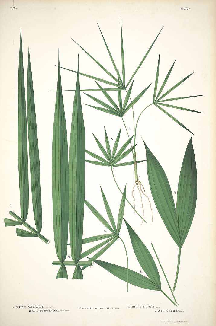 Illustration Euterpe precatoria, Par Barbosa Rodriques J. (Sertum palmarum brasiliensium, vol. 1: t. 36, 1903) [J. Barbosa Rodrigues], via plantillustrations 