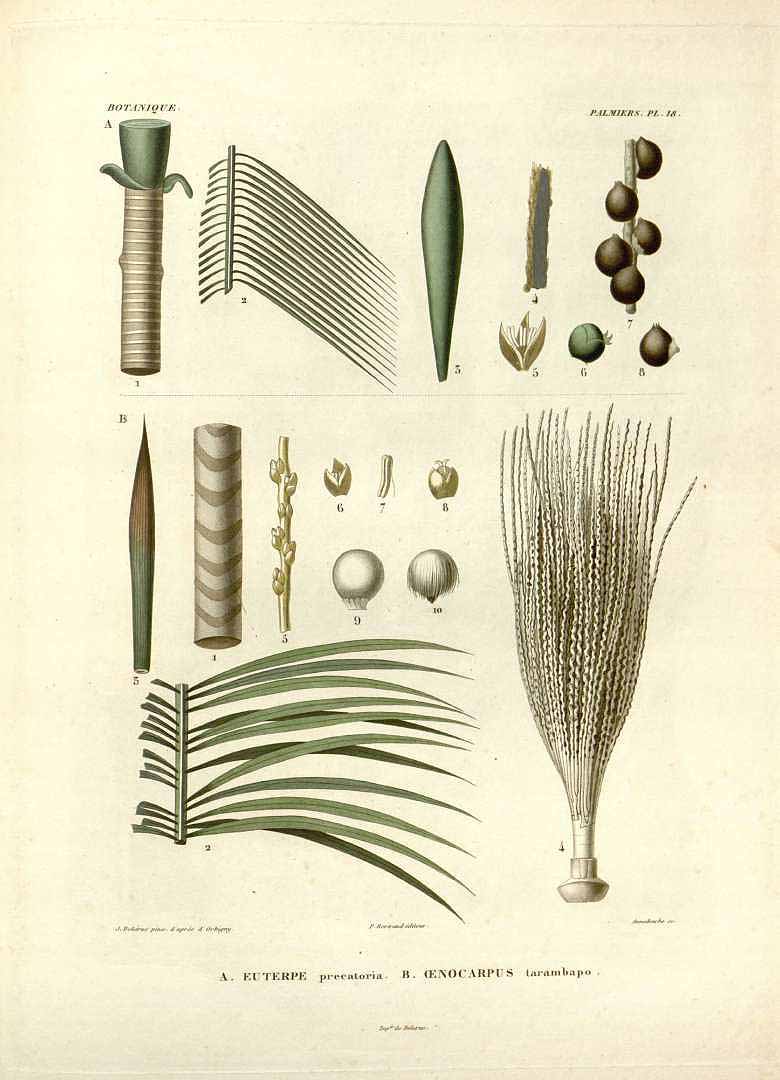 Illustration Euterpe precatoria, Par d´Orbigny A.D. (Voyage dans l´Amérique Méridionale, vol. 7(3): t. 18, 1847), via plantillustrations 