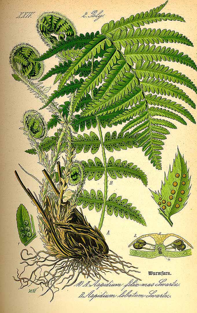 Illustration Dryopteris filix-mas, Par Thomé, O.W., Flora von Deutschland Österreich und der Schweiz (1886-1889) Fl. Deutschl., via plantillustrations 
