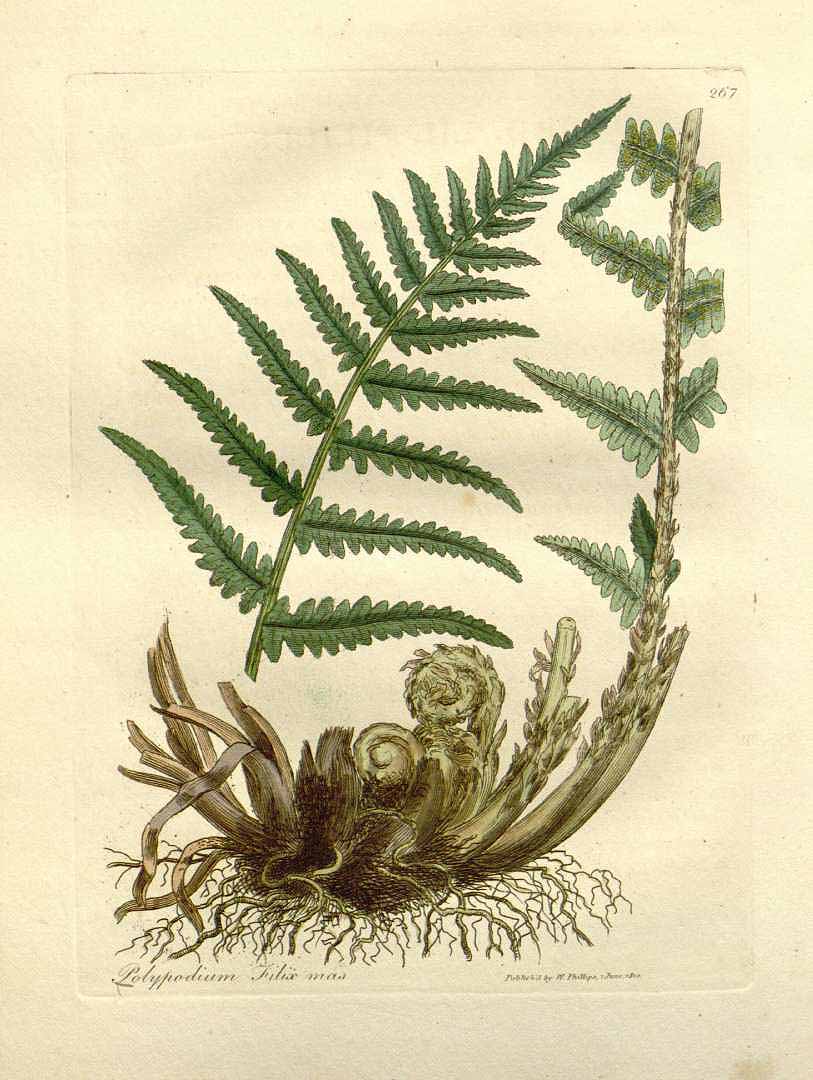 Illustration Dryopteris filix-mas, Par Woodville, W., Hooker, W.J., Spratt, G., Medical Botany, 3th edition (1832) Med. Bot., ed. 3 vol. 4 (1832), via plantillustrations 