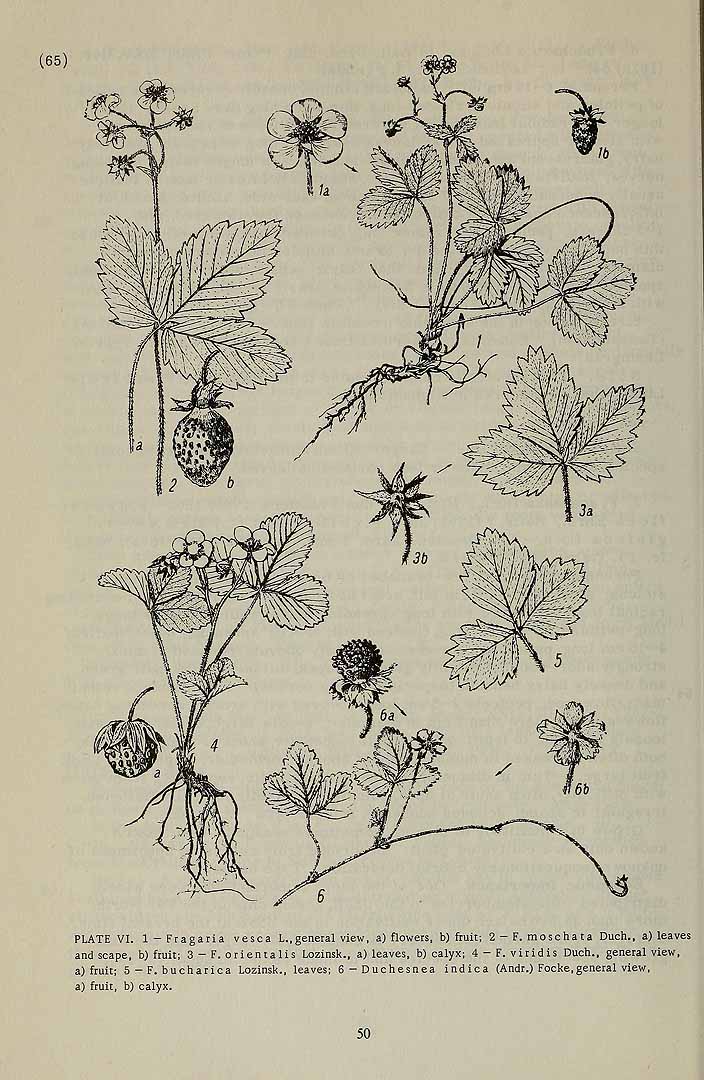 Illustration Fragaria orientalis, Par Komarov (Komorov), V.L., Flora of the U.S.S.R. (1934-1964) Fl. URSS vol. 10 t. 6	p. 65 f. 3 , via plantillustrations 