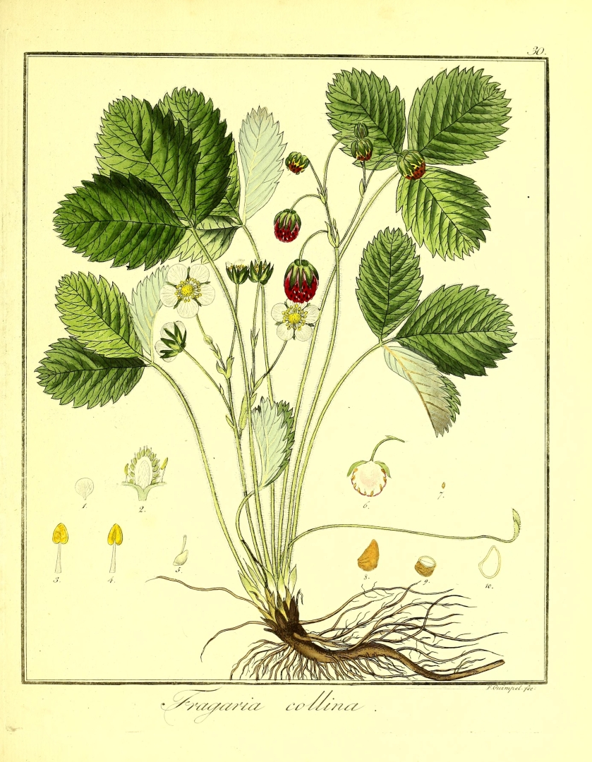 Illustration Fragaria viridis, Par Hayne, F.G., Getreue Darstellung und Beschreibung der in der Arzneykunde gebräuchlichen Gewächse (1805-1846) Getreue Darstell. Gew. vol. 4 (1816) t. 30, via plantillustrations 