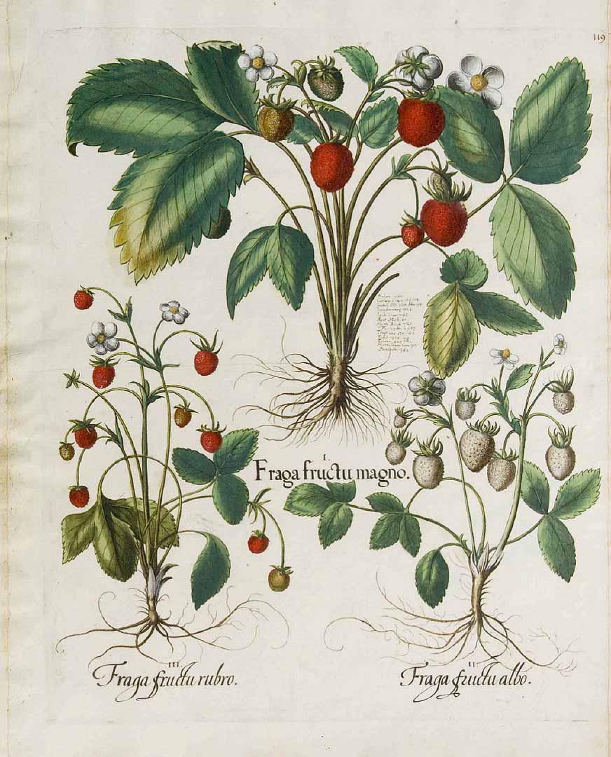 Illustration Fragaria x ananassa, Par Bessler, B., Hortus Eystettensis (1613) Hort. Eystett., via plantillustrations 