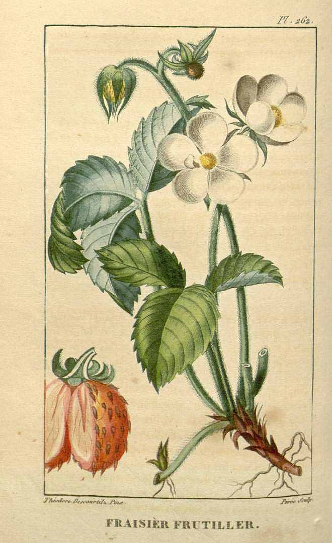 Illustration Fragaria chiloensis, Par Descourtilz M.E. (Flore médicale des Antilles, vol. 4: t. 262, 1827) [J.T. Descourtilz], via plantillustrations 