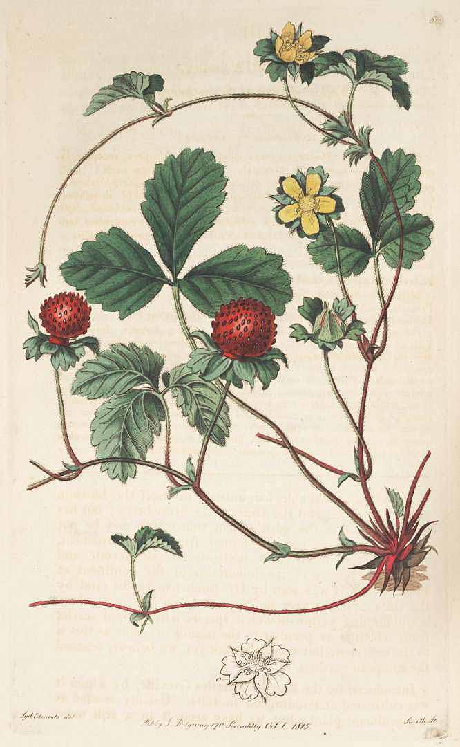 Illustration Duchesnea indica, Par Botanical Register (vol. 1: t. 61, 1815) [S. Edwards], via plantillustrations 