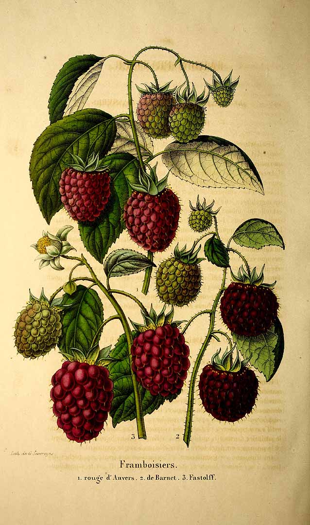 Illustration Rubus idaeus, Par Belgique horticole, journal des jardins et des vergers (1851-1885) Belgique Hort., via plantillustrations 