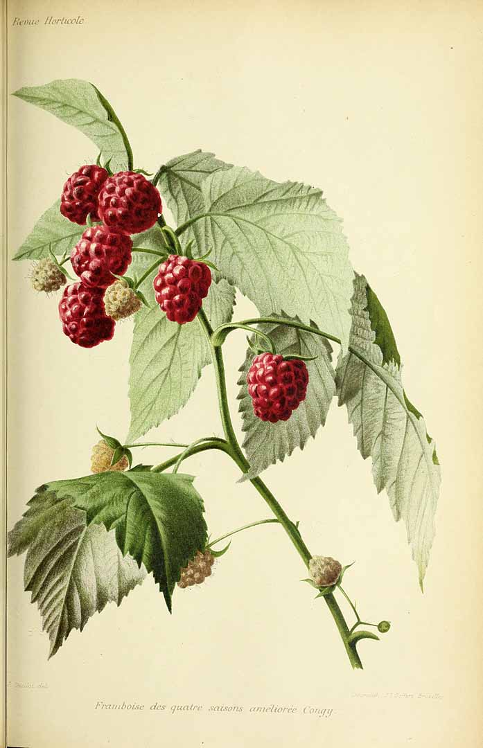 Illustration Rubus idaeus, Par Revue horticole, sér. 4 (1852-1974) Rev. Hort. (Paris), ser. 4, via plantillustrations 