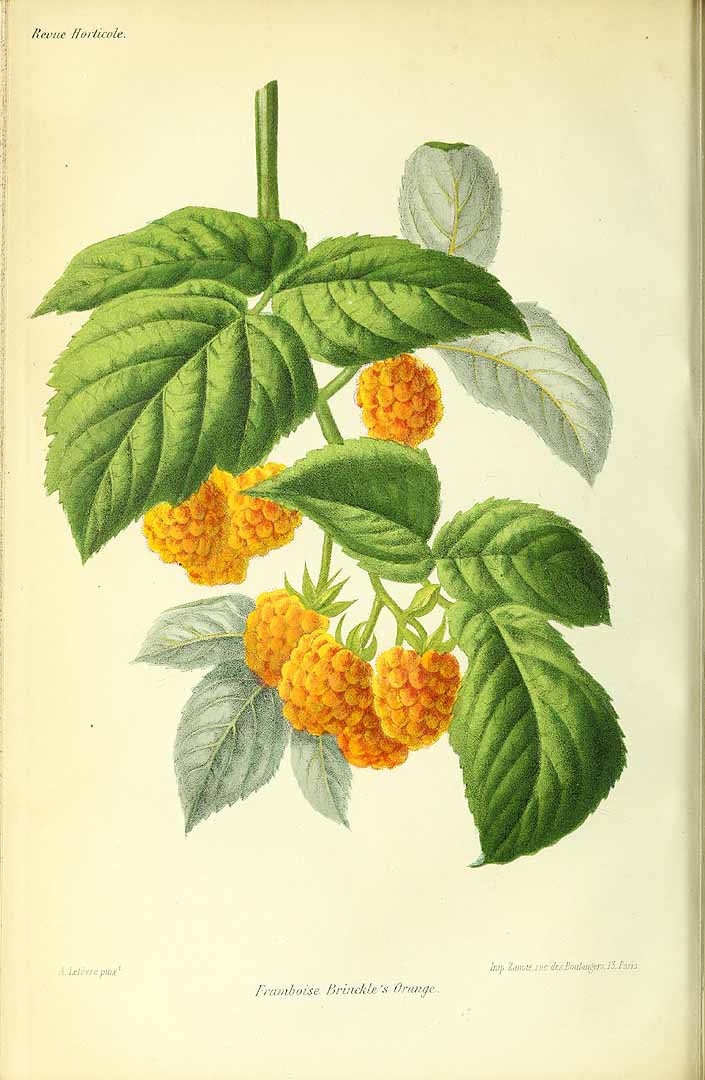 Illustration Rubus idaeus, Par Revue horticole, sér. 4 (1852-1974) Rev. Hort. (Paris), ser. 4, via plantillustrations 