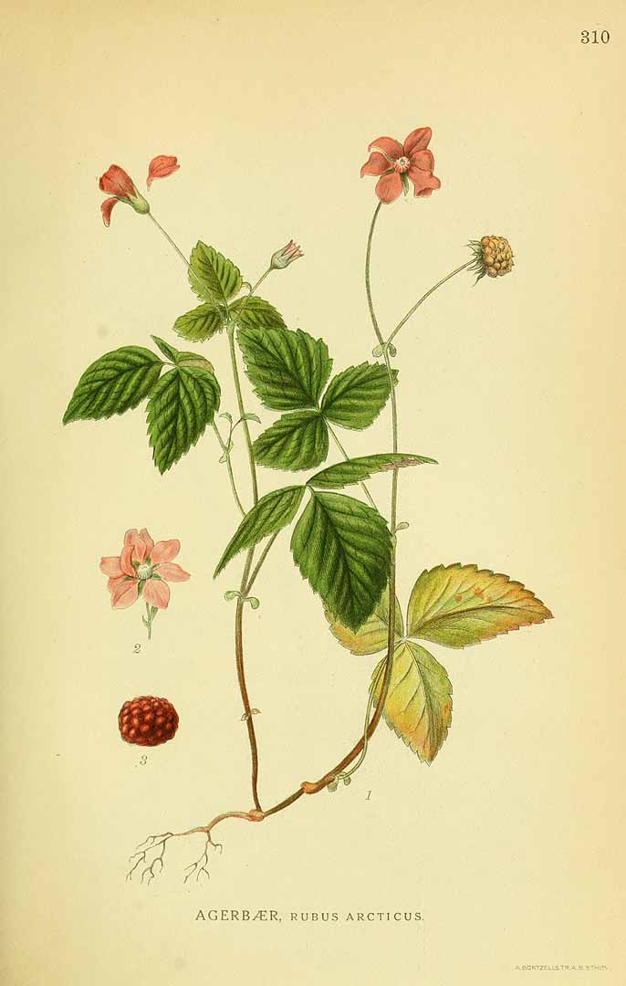 Illustration Rubus arcticus, Par Lindman, C.A.M., Bilder ur Nordens Flora Bilder Nordens Fl., via plantillustrations 