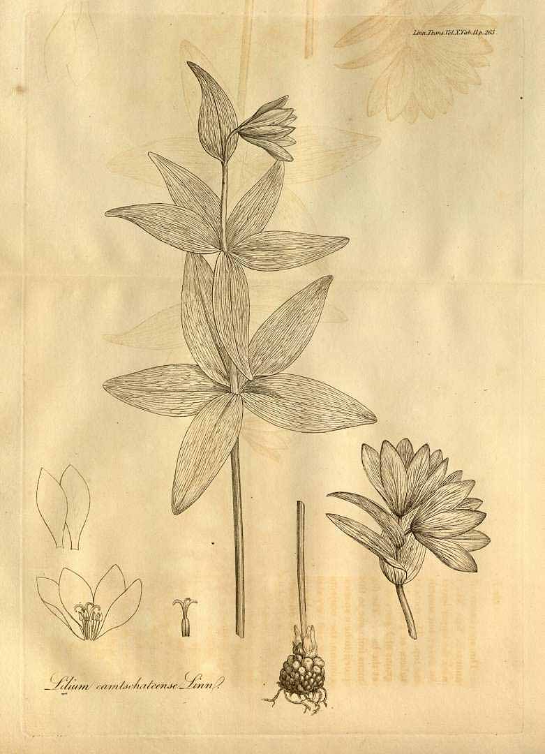 Illustration Fritillaria camschatcensis, Par Transactions of the Linnean Society of London (1791-1875) Trans. Linn. Soc. London vol. 10 (1811) t. 11, via plantillustrations 