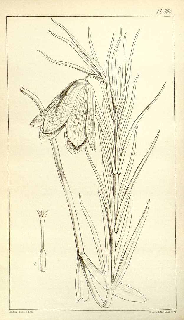 Illustration Fritillaria cirrhosa, Par Hooker, W.J., Hooker, J.D., Icones Plantarum [Hooker?s Icones plantarum] (1837-1922) Icon. Pl. vol. 9 (1852) [tt. 801-900] t. 860, via plantillustrations 