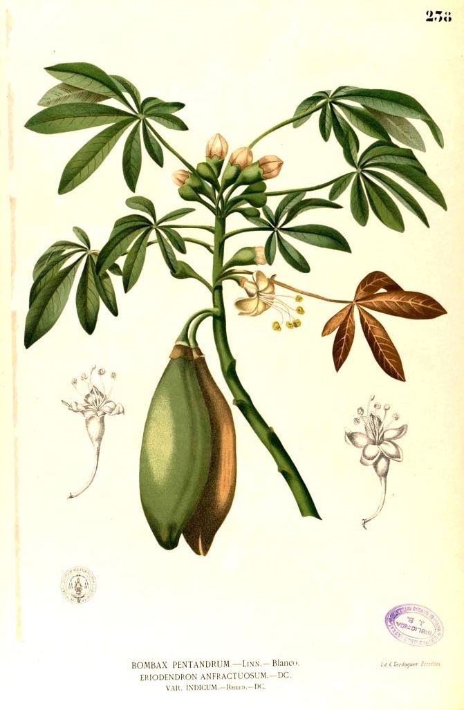 Illustration Ceiba pentandra, Par Blanco M. (Flora de Filipinas, t. 238, 1875) [xxx], via plantillustrations 