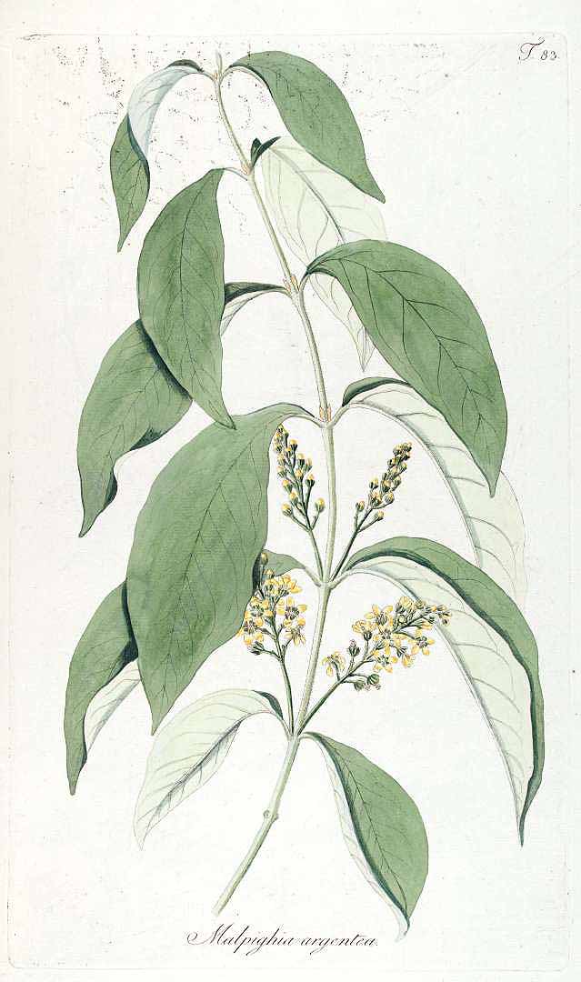 Illustration Bunchosia argentea, Par Jacquin, N.J. von, Fragmenta botanica, figuris coloratis illustrata (1809) Fragm. Bot., via plantillustrations 